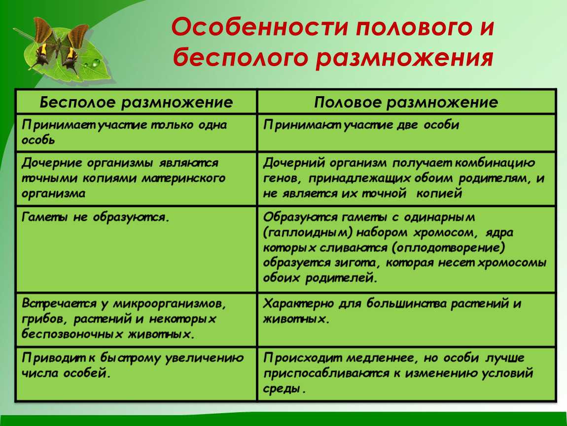 Чем половое размножение отличается от бесполого? | в чем разница