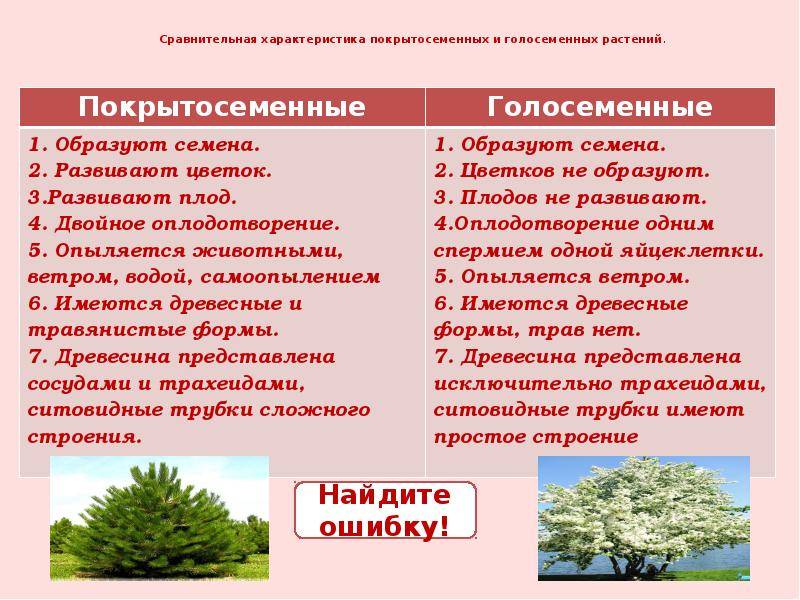 Разница между покрытосеменными и голосеменными (с таблицей) - наука 2024