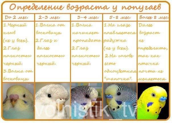 Чем отличается девочка волнистого попугая от мальчика?