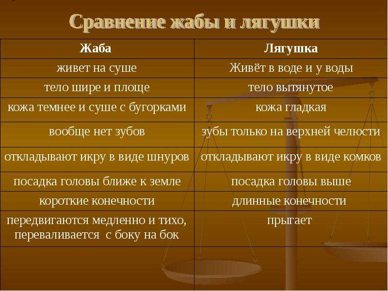 Чем отличается жаба от лягушки — основные отличия