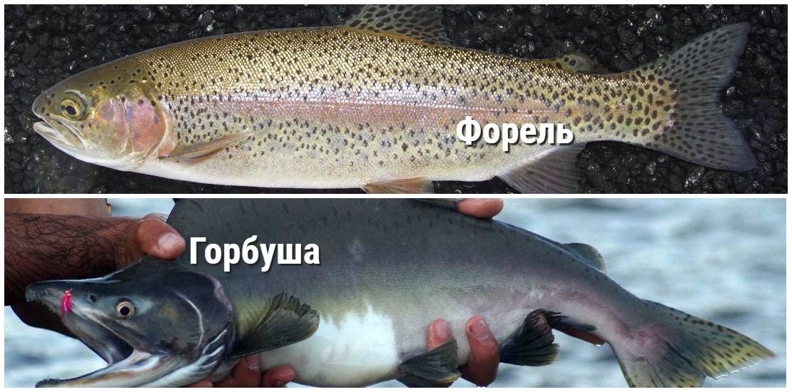 Рыба форель