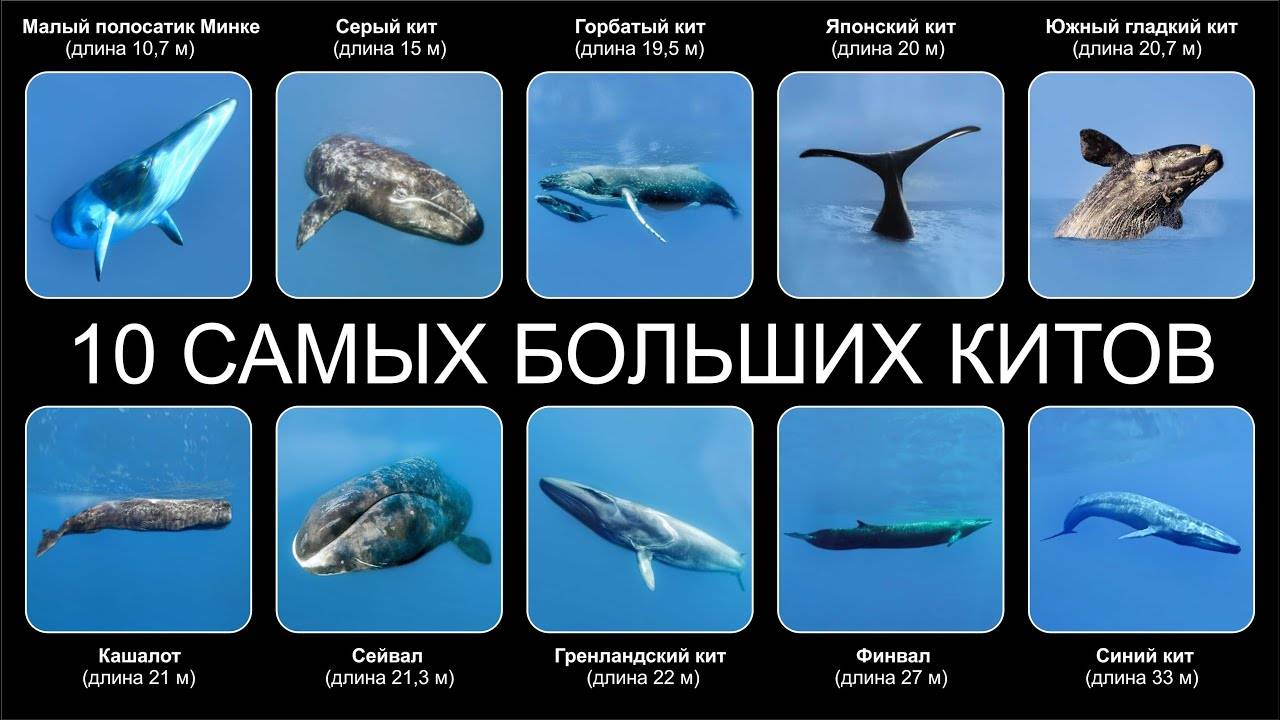 Кит: рыба или млекопитающие, подробный ответ на вопрос