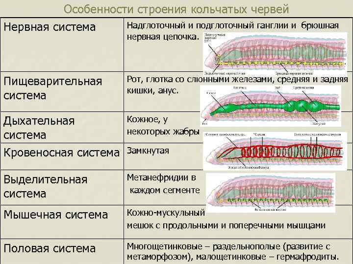 Чем строение моллюсков отличается от строения кольчатых червей