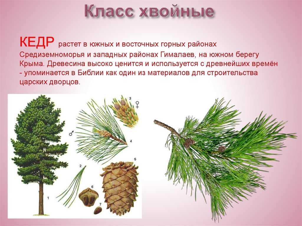 Как отличить брус сосны от кедра. разница между кедром и сосной. а если передо мной уже брус или вагонка