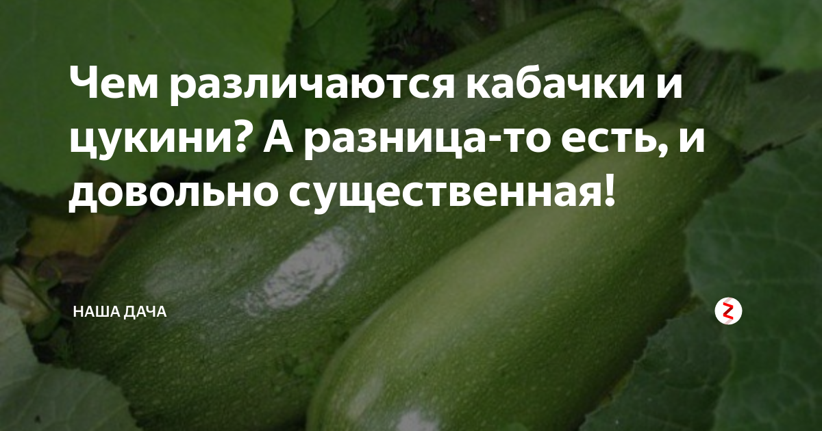 Чем отличается кабачок от цукини: в чем разница, фото