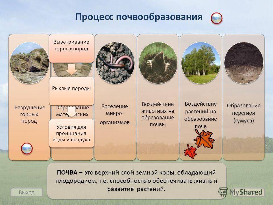 § 12-1. почвенный покров земли: основные факторы почвообразования