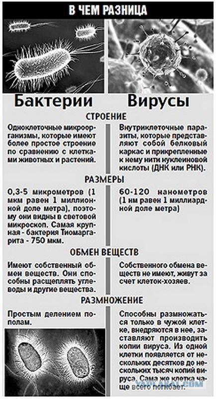 Вирусы, микробы, бактерии: какая между ними разница?