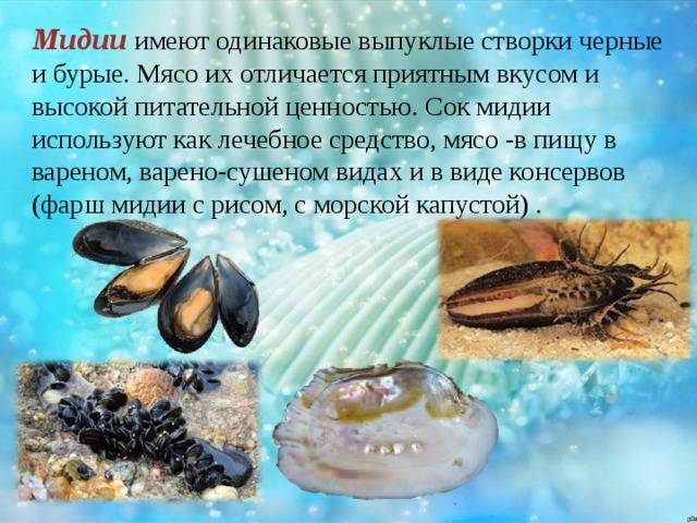 Мидии и устрицы: в чем отличия этих деликатесов
