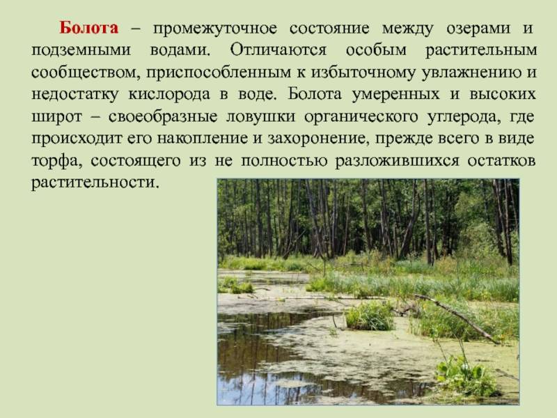 Чем отличается озеро от реки и пруда: что это за водоемы, их отличия между собой
