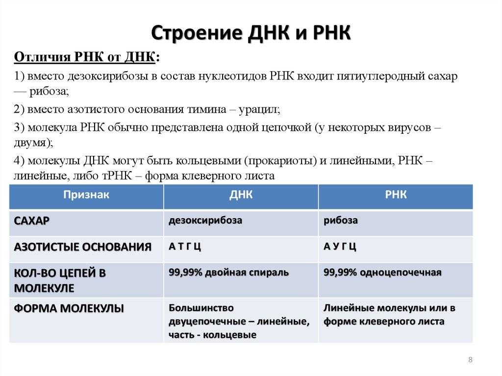 Разница между днк и рнк - разница между - 2024