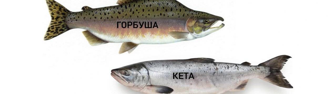 Нерка: что за рыба, где водится, что лучше нерка или кижуч, пищевая ценность