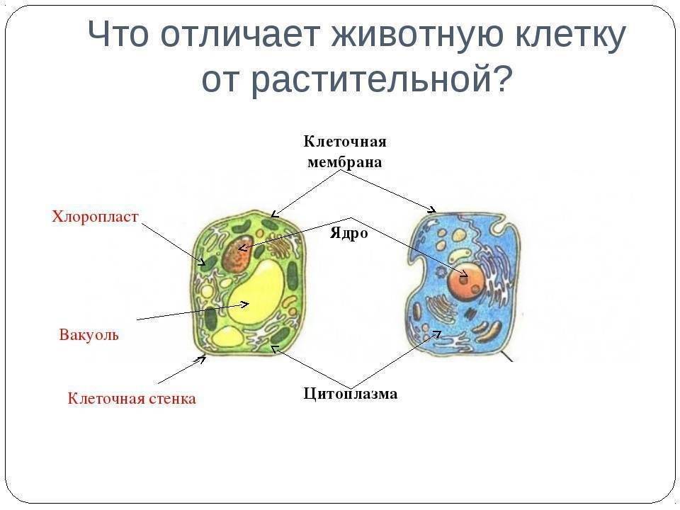 Разница между клетками животных и клеток растений (+ рисунки и полное объяснение)
