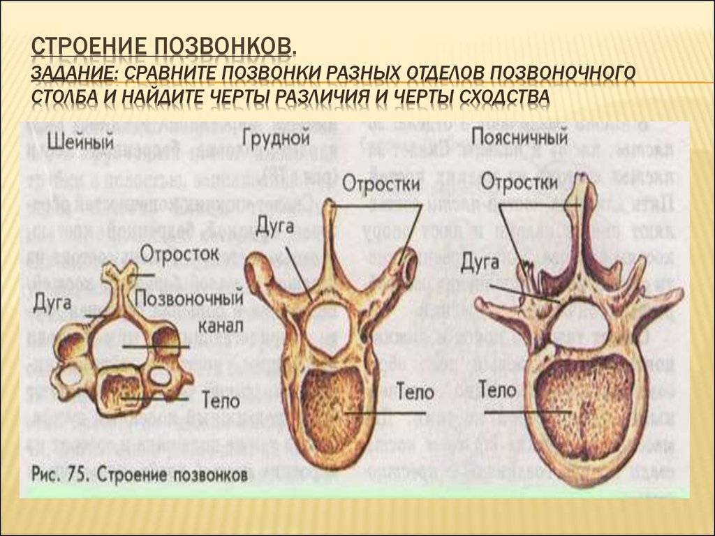 Строение позвоночника. костная система человека. | маи