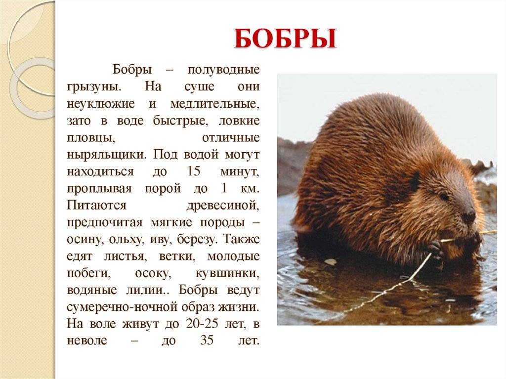 ​50 интересных и любопытных фактов о бобрах для любознательных — общенет