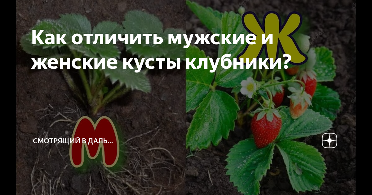 Как отличить мужской и женский куст клубники