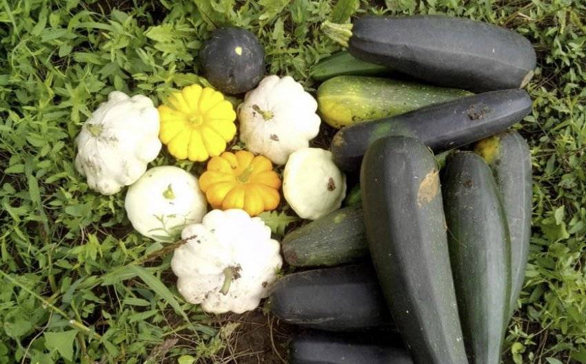 Чем отличается кабачок от паттинсона. в чём разница между кабачком и патиссоном
