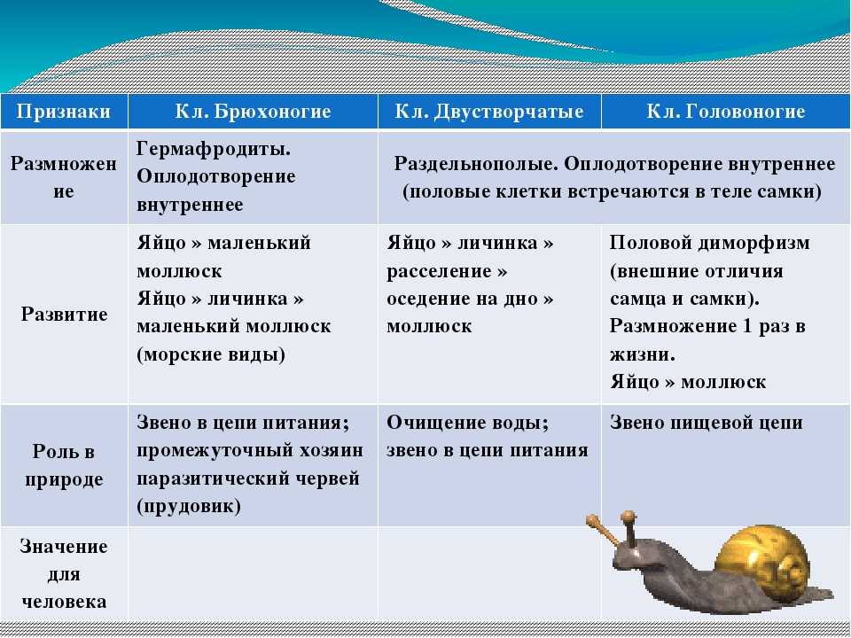 Моллюски: головоногие, брюхоногие и двустворчатые. строение и виды