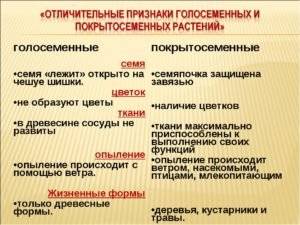 Чем отличаются голосеменные отряды от покрытосеменных?