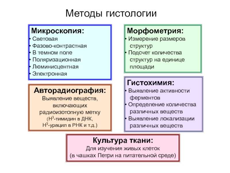 Чем отличается цитология от гистологии: разница исследований