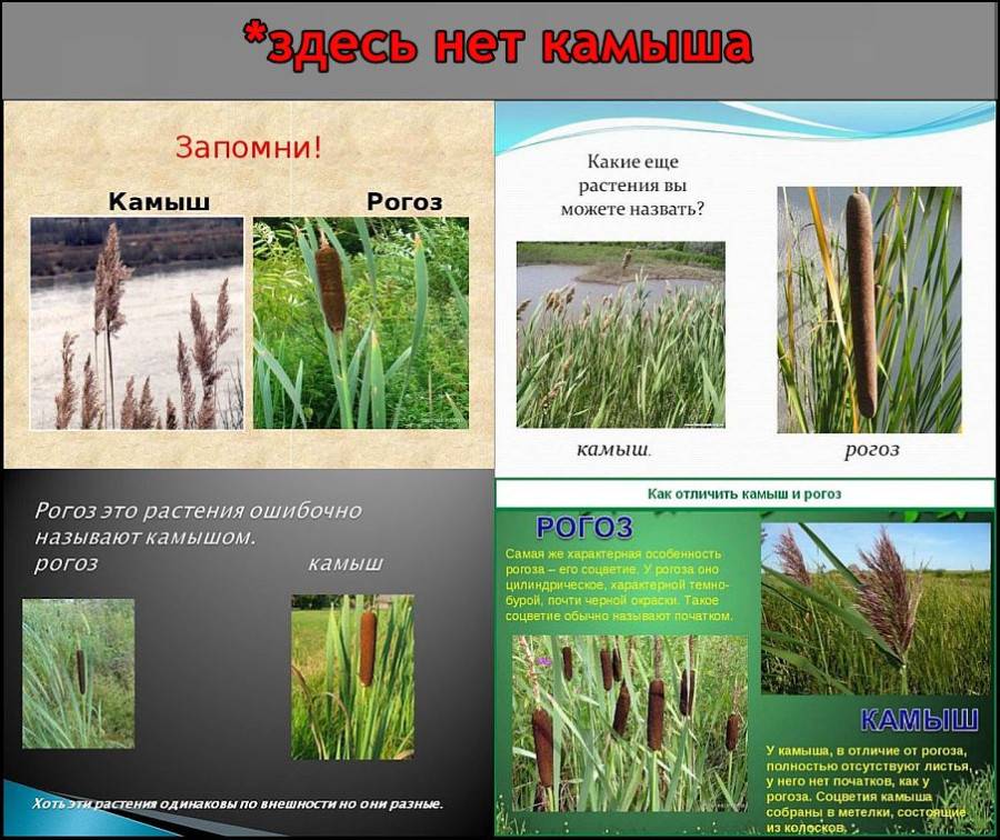 Водные растения для пруда: камыш и рогоз. как их различить?