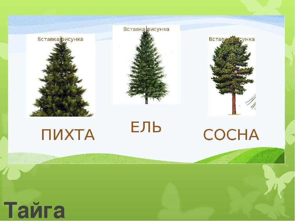 Чем отличается ель от сосны: общие признаки, различия, что лучше, фото