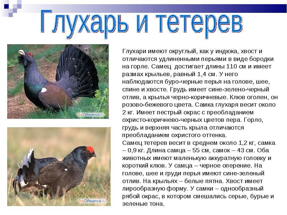 О птице глухаре: как выглядит, разведение в домашних условиях, интересные факты