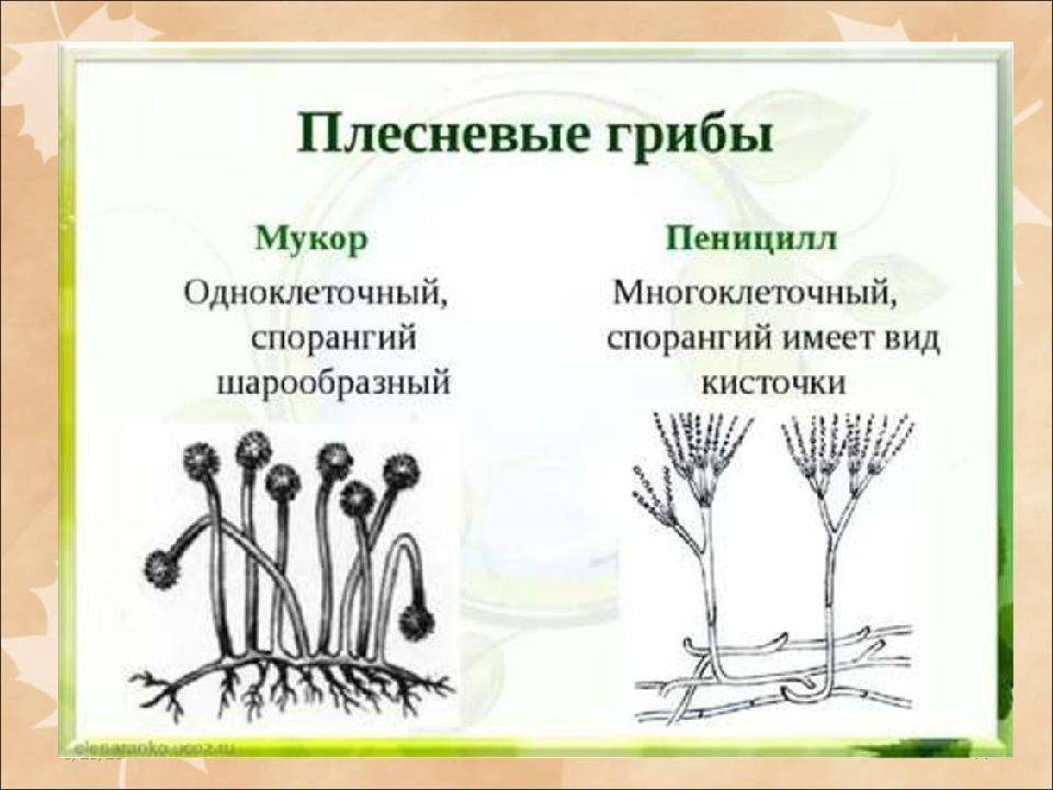 Грибы