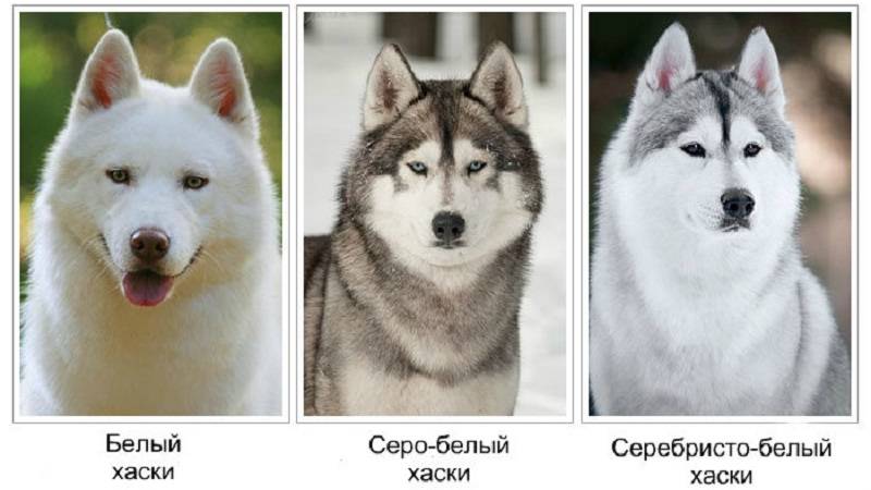 Отличие хаски от лайки::чем различаются, в чем главная разница между ними
