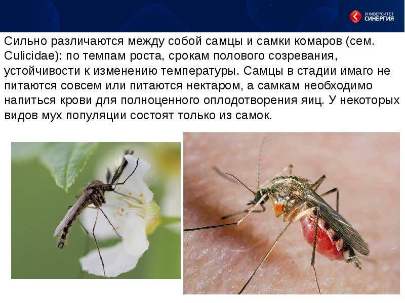 Как размножаются комары: особенности, характерные для летающих кровососов