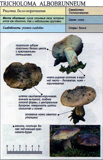 Грибы рядовки съедобные: фото и описание, как отличить от ядовитых