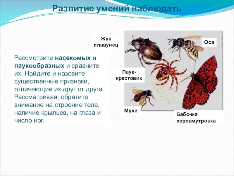 Почему членистоногие не насекомое? - on secret hunt