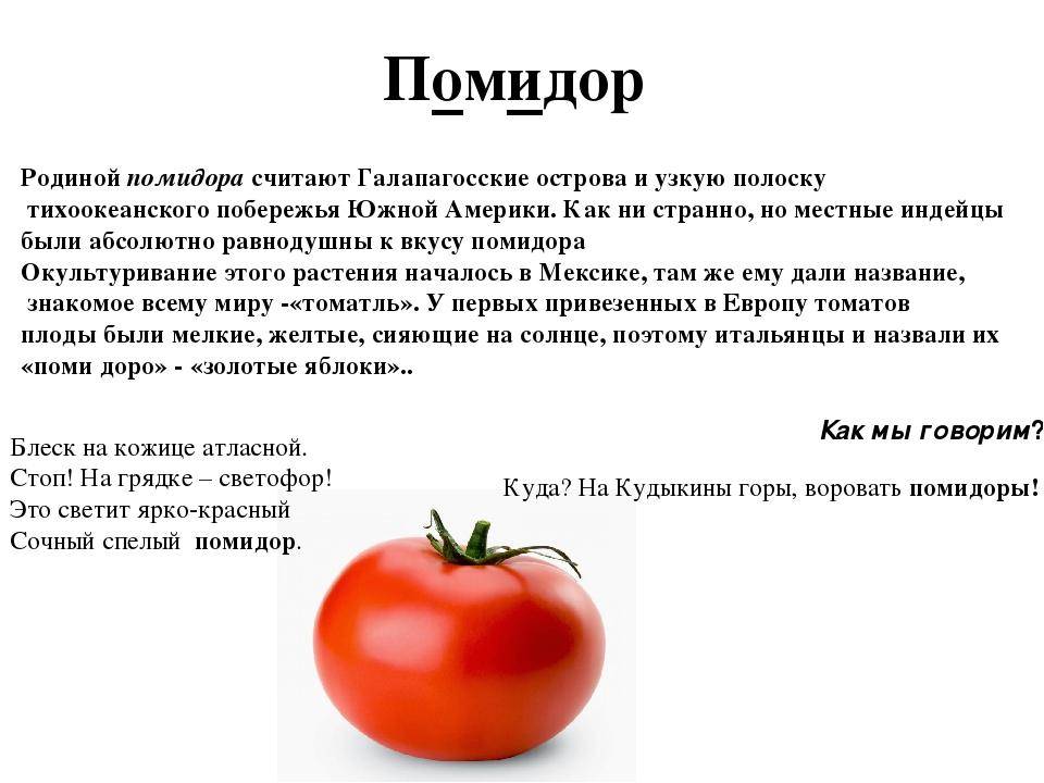Помидор — это ягода или овощ. как правильно называется плод помидора? | дорога знаний