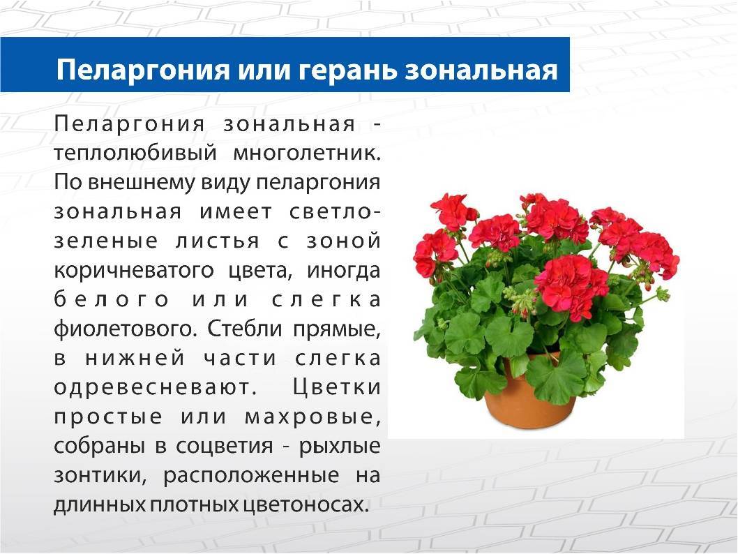 Пеларгония или герань в чем разница