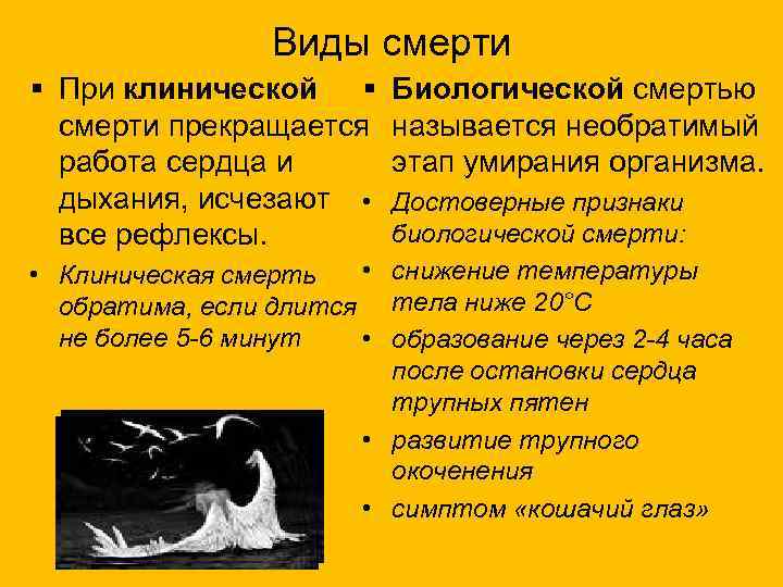 Смерть клиническая и биологическая: признаки, отличия
