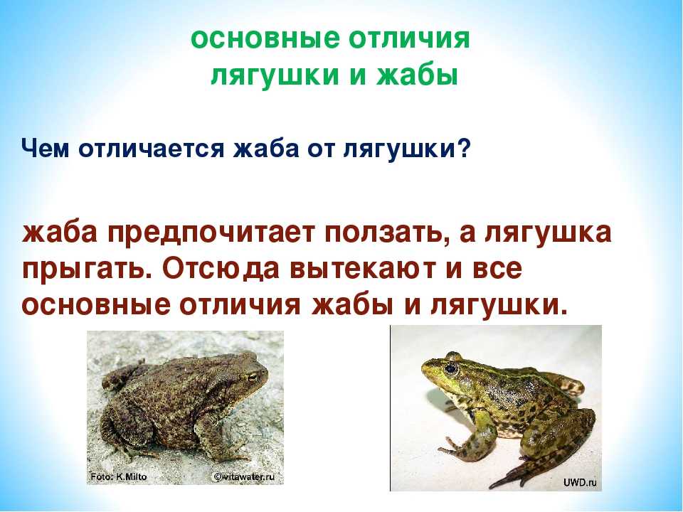 Чем отличается жаба от лягушки