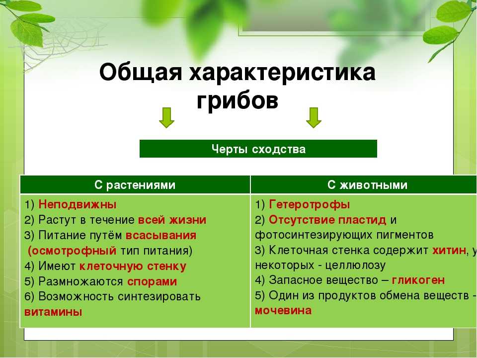 Грибы. лишайники - умскул учебник