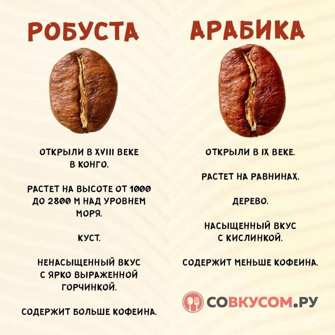 Виды кофе в зернах: робуста и арабика – в чем разница? от эксперта