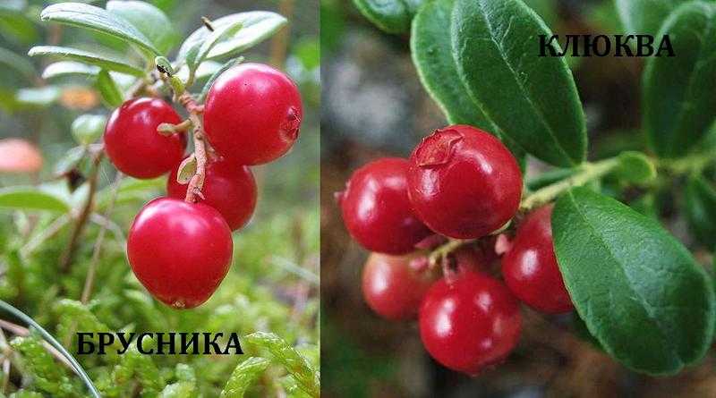 Какая ягода полезнее брусника или клюква?