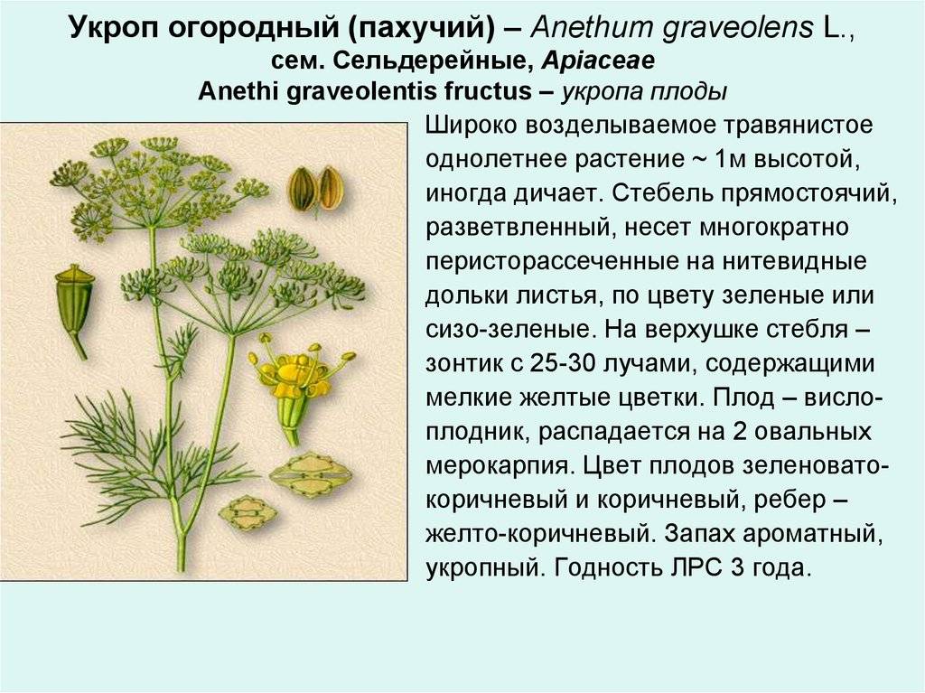 Фенхель и укроп: это одно и тоже? в чем разница, выращивание из семян