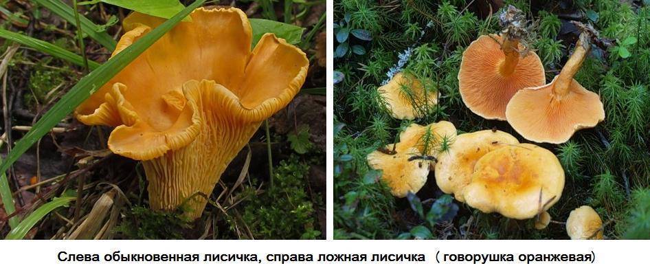 Как отличить ложную лисичку от настоящей