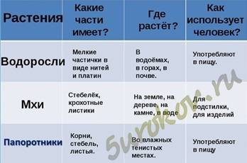 Мхи