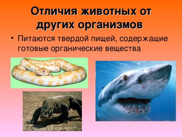 Чем звери отличаются от других животных 2 класс