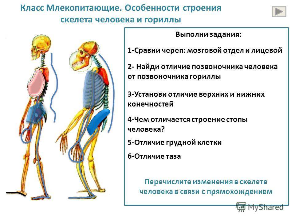 Чем скелет человека отличается от скелета млекопитающих животных - pravilnyiotvet.ru