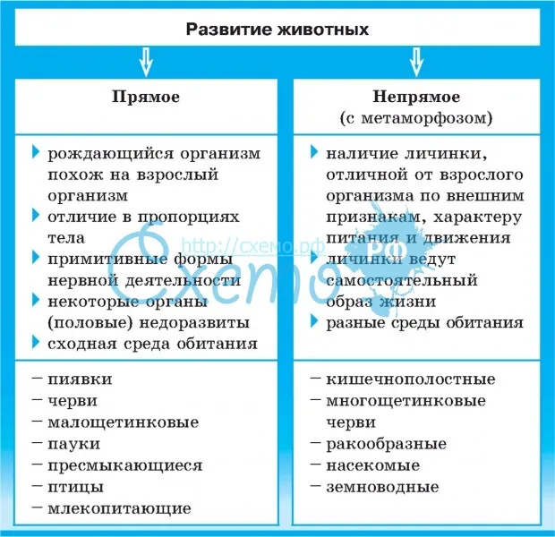 Организм. онтогенез. воспроизведение организмов. | егэ по биологии, подготовка от экзамера