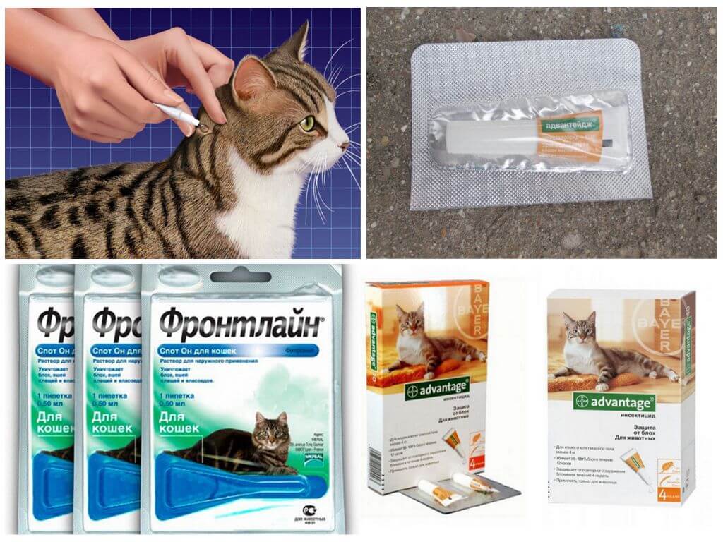 ❶ топ-7 лучших капель на холку от клещей для кошек и котят