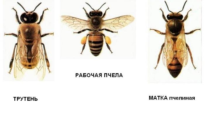 Муха и пчела