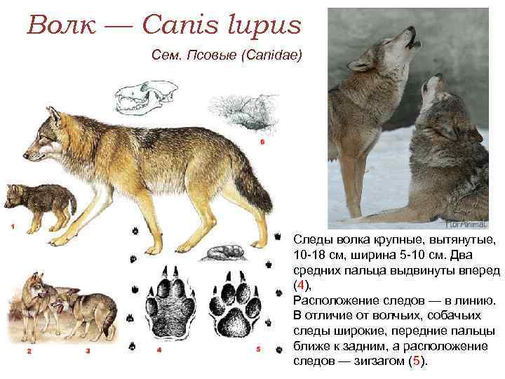 Различия между собаками и волками - собаки 2024