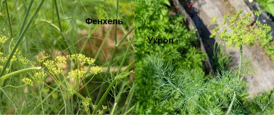 В чём разница между фенхелем и укропом