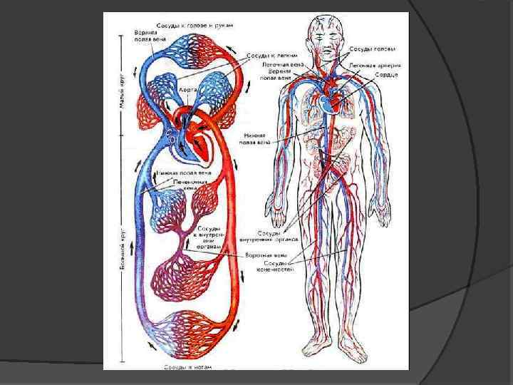 Циркуляторная система человека: кровеносная и лимфатическая системы, функции, строение, заболевания