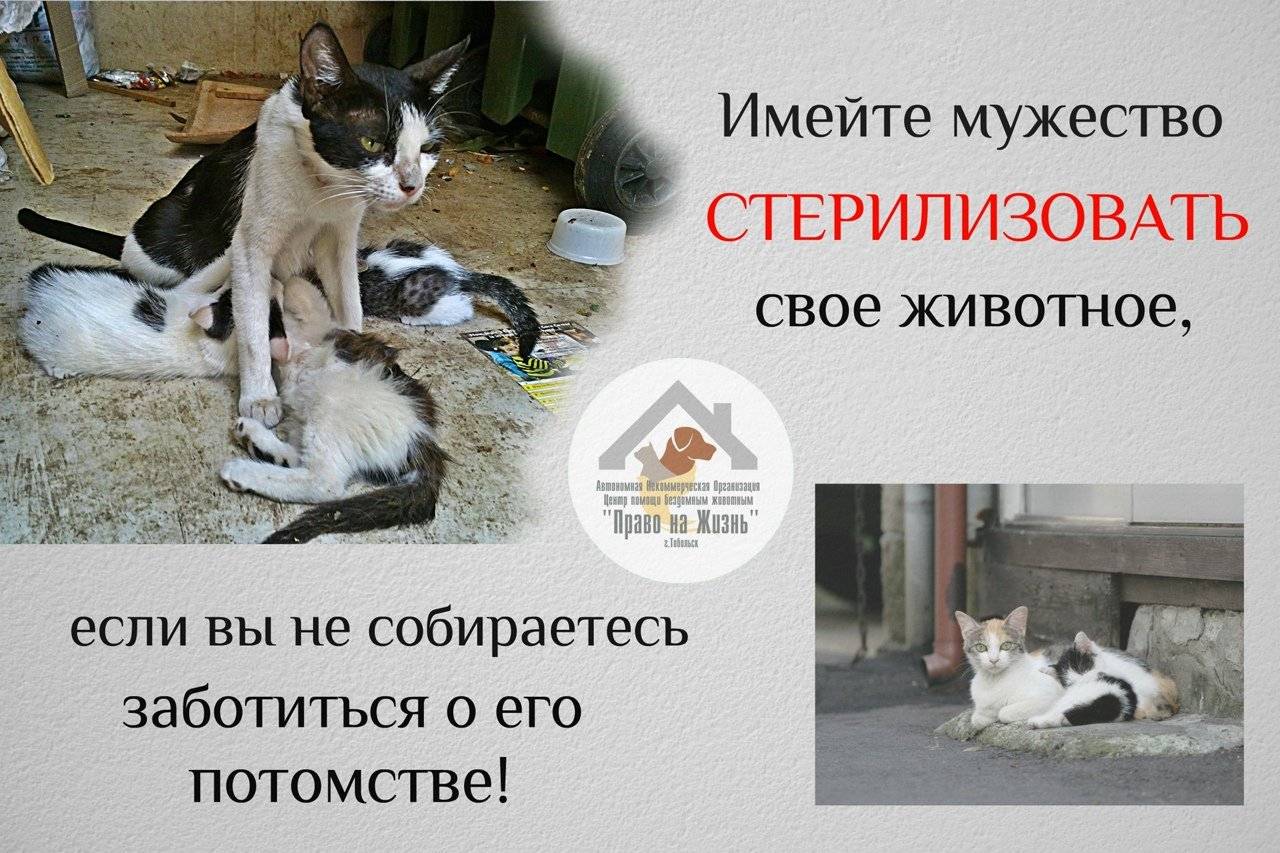 Кастрация кобеля: плюсы и минусы, в каком возрасте, стоит ли оперировать